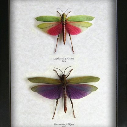 Set Titanacris Albipes Lophacris Cristata Real Grasshoppers Entomology Display
