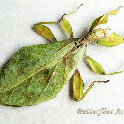 Phyllium Jacobsoni RARE Real Walking Leaf Mimic Entomology Collectible Shadowbox