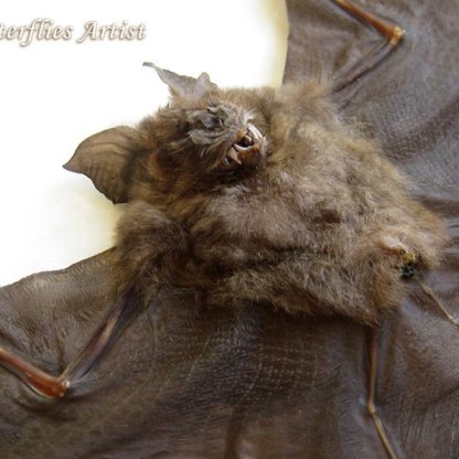 Hipposideros Larvatus Real Vampire Bat Gothic Decor Taxidermy Museum Shadowbox