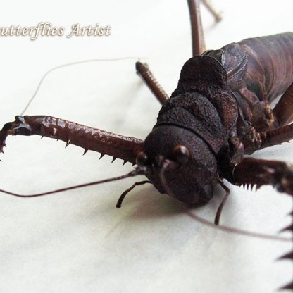 Giant Lobster Cricket Panoploscelis Specularis Entomology Collectible Shadowbox