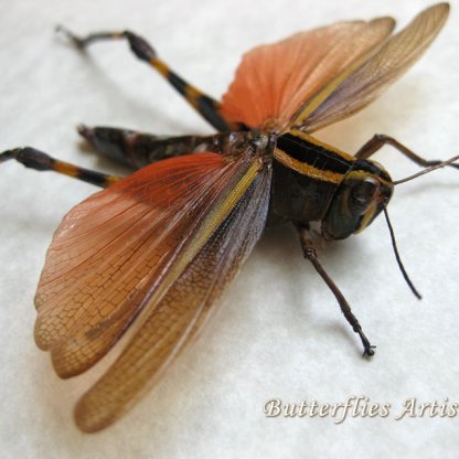 Valanga Stercoraria Australian Bird Real Grasshopper Framed Entomology Shadowbox