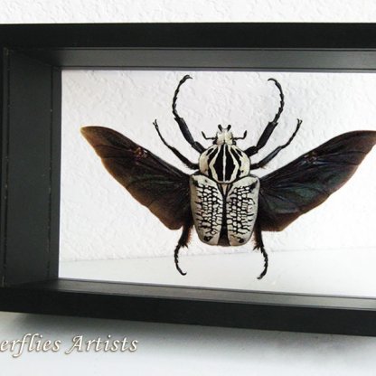 Goliathus Orientalis XL Flying Beetle Entomology Framed Double Glass Display