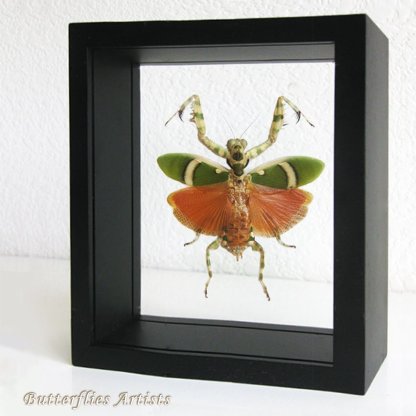 Theopropus Elegans Female Banded Flower Mantis Entomology Double Glass Display
