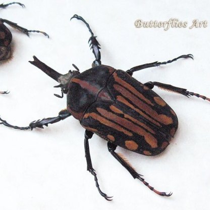 Chelorrhina Kraatzi Pair RARE Real Beetles Framed Entomology Collectible Shadowbox