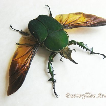 Giant Real African Beetle Mecynorhina Torquata Entomology Double Glass Display