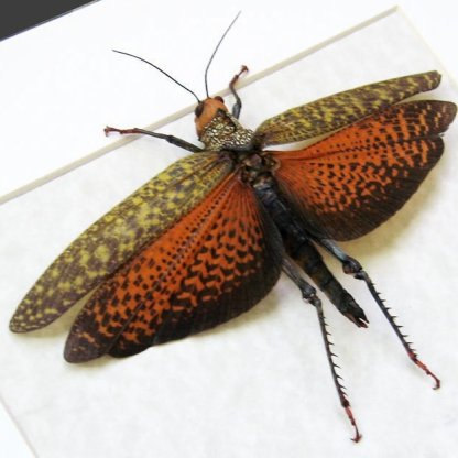 Tropidacris Dux Giant Grasshopper Real Locust Framed Entomology Shadowbox