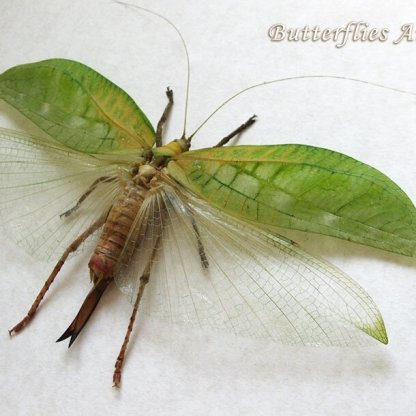 Pseudophyllus Hercules Leaf Mimic Real Katydid Grasshopper Entomology Shadowbox