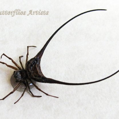 Strange Wishbone Gasteracantha Arcuata Real Spider Entomology Collectible Display