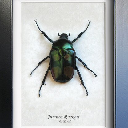 Jumnos Ruckeri Large Green Metallic Flower Beetle Rare Framed Entomology Shadowbox