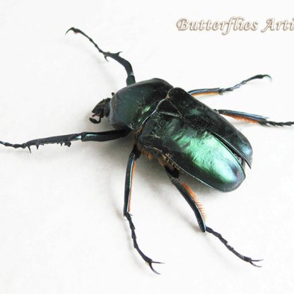 Jumnos Ruckeri Pfanneri Rare Large Metallic Green Beetle Taxidermy Framed Entomology Shadowbox