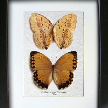 Jungle Queen Stichophthalma Neumogeni Real Butterflies Set Entomology Shadowbox