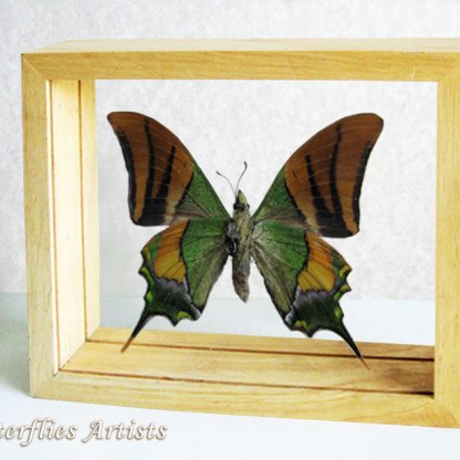 Kaiser-i-Hind Butterfly Teinopalpus Imperialis Entomology Double Glass Display