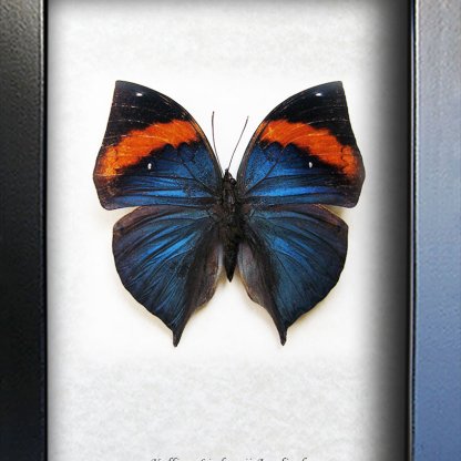 Kallima Limborgii RARE Malayan Leafwing Real Butterfly Entomology Shadowbox