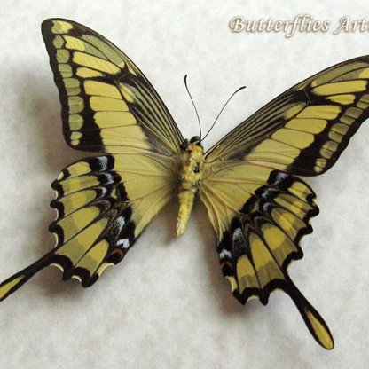 King Swallowtail Papilio Thoas Verso Real Butterfly Framed Entomology Shadowbox