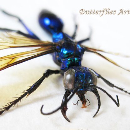 King Wasps Chalybion Japonicum RARE Metallic Blue Green Real Entomology Shadowbox