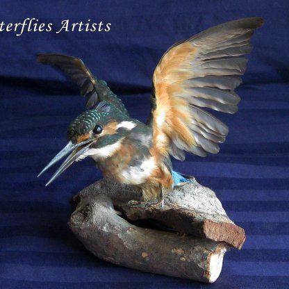 Alcedo Atthis Kingfisher Real Bird Mount Taxidermy Stuffed Scientific Zoology