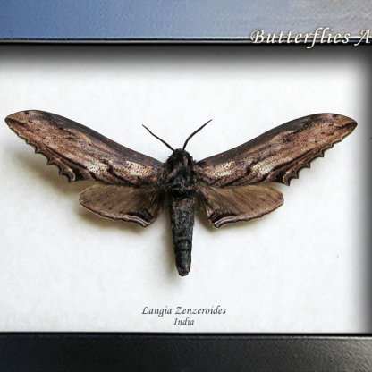 Langia Zenzeroides XXL Real Giant Apple Hawkmoth Framed Entomology Shadowbox