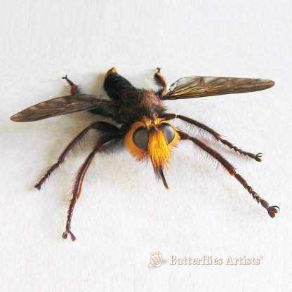 •Laphria Asackeni Very Rare Orange Bee Mimic Robber Fly Framed Entomology Shadowbox Display
