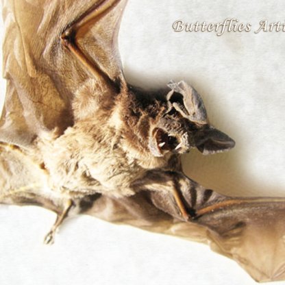 Javan Mastiff Bat Otomops Formosus Real Framed Taxidermy Museum Quality Display