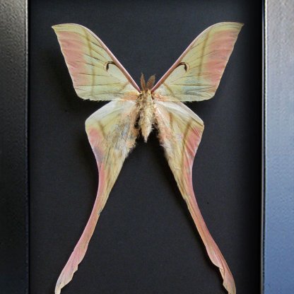 Large Pink Spirit Moth Actias Rhodopneuma Rare Real Framed Entomology Shadowbox