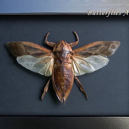 Lethocerus Grandis Giant Flying Water Bug Real Beetle Framed Entomology Shadowbox