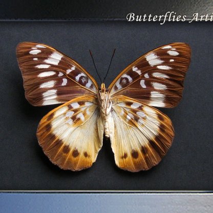 Lexias Aeropa Female Rare Orange-banded Butterfly Framed Entomology Shadowbox