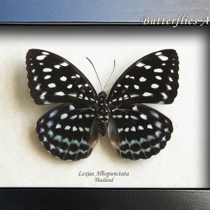 Lexias Albopunctata Blue-spotted Archduke Butterfly Framed Entomology Shadowbox