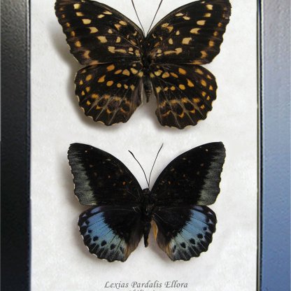 Lexias Pardalis PAIR Common Archduke Butterflies Framed Entomology Shadowbox