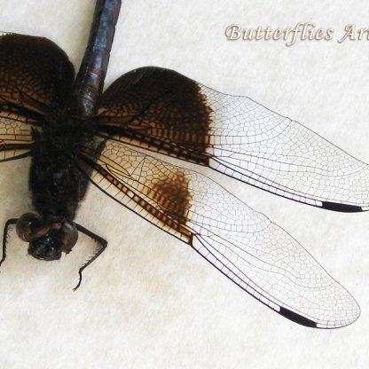 Libellula Luctuosa Widow Skimmer Real Dragonfly Framed Entomology Shadowbox