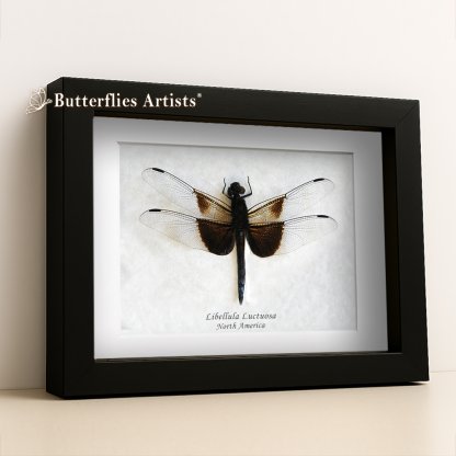 • Libellula Luctuosa Widow Skimmer Dragonfly Framed Entomology Shadowbox Display