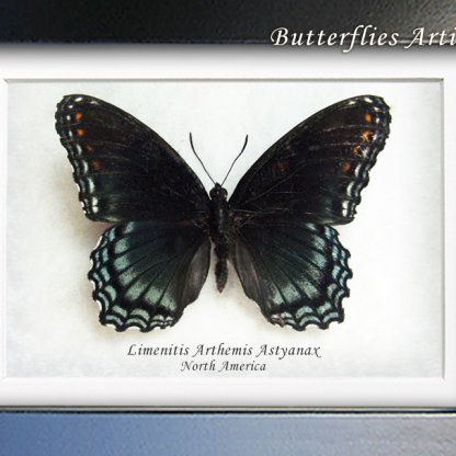 Limenitis Arthemis XL Large White Admiral Butterfly Framed Entomology Shadowbox