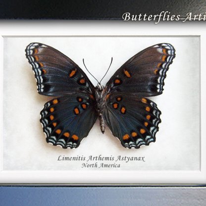 Limenitis Arthemis XL Verso White Admiral Butterfly Framed Entomology Shadowbox