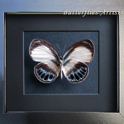 Little Metallic Blue Danis Phroso Female Butterfly Real Framed Entomology Shadowbox