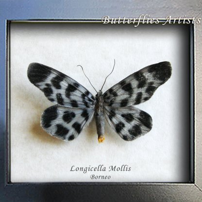 Longicella Mollis Real Beautiful Dayflying Moth Framed Entomology Shadowbox