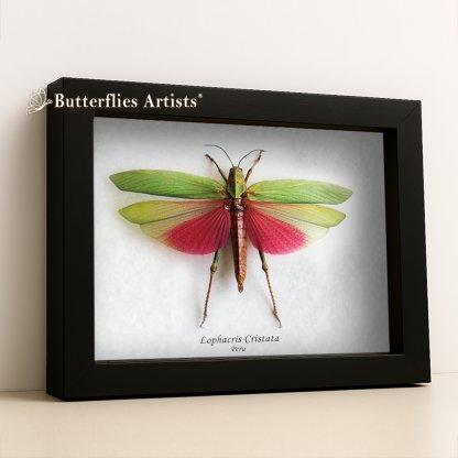 Lophacris Cristata Large Pink Grasshopper Framed Entomology Shadowbox