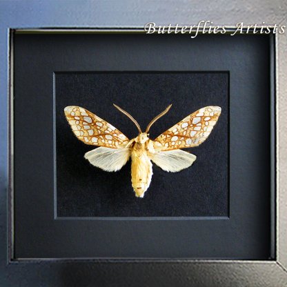 Lophocampa Caryae Real Hickory Tussock Moth Framed Entomology Shadowbox