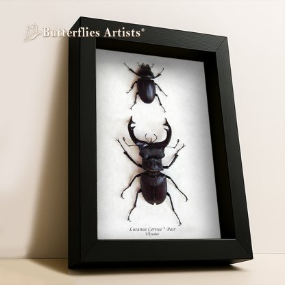 Lucanus Cervus Pair RARE Real Stag Beetles Framed Entomology Collectible Shadowbox