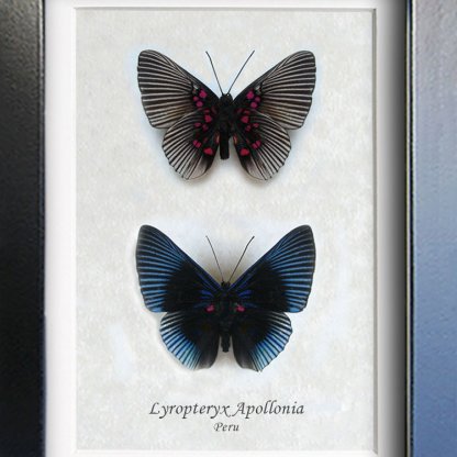 Lyropteryx Apollonia Pink Dotted Metalmark Real Butterflies Entomology Shadowbox