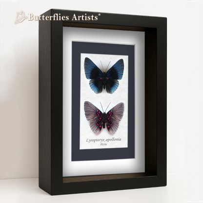 • Lyropteryx Apollonia Front & Verso Pink Dotted Butterflies Set Framed Entomology Shadowbox Display