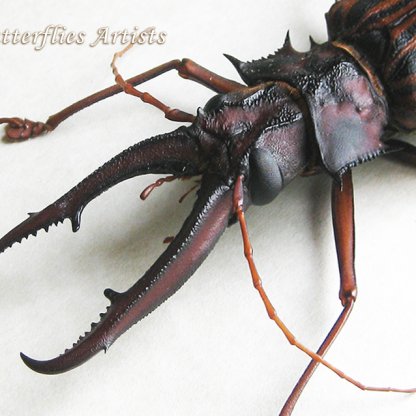 Macrodontia Cervicornis XXL RARE Real Gigantic Beetle Framed Entomology Shadowbox