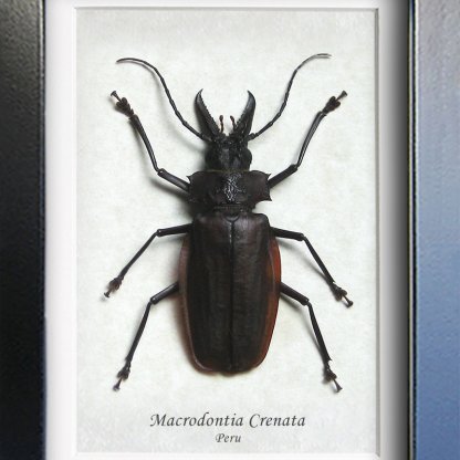 Macrodontia Crenata Rare Real Longhorn Beetle Framed Entomology Shadowbox