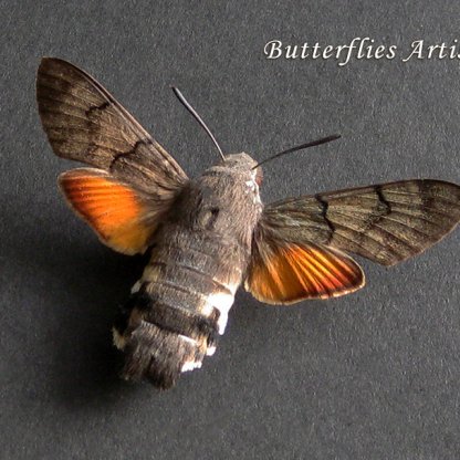 Macroglossum Stellatarum Hummingbird Hawk-moth Real Framed Entomology Shadowbox