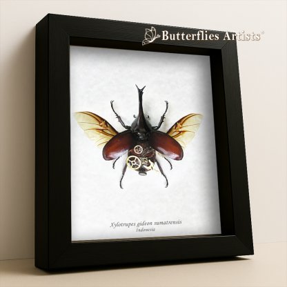 • Real Mechanical Fantasy Xylotrupes Gideon Siamese Rhinoceros Beetle Framed Entomology Shadowbox Display