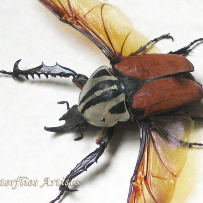 Mecynorhina Oberthuri Unicolor Giant African Beetle Framed Entomology Shadowbox