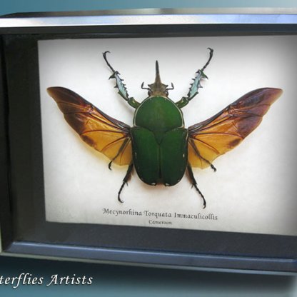• Mecynorhina Torquata Immaculicollis Giant Flower Beetle Framed Entomology Shadowbox Display