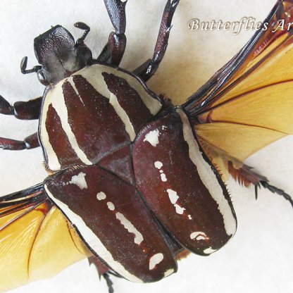 Mecynorhina Ugandensis Large Scarab Beetle Framed Entomology Double Glass Display