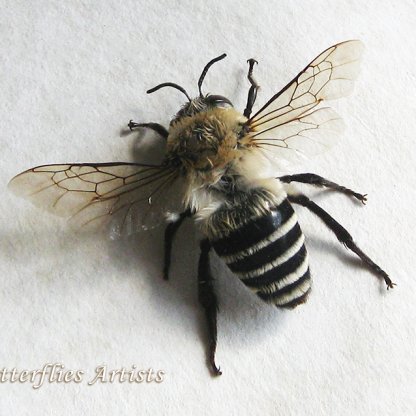 Megachile Species Hairy-tailed Leafcutter Bee Real Framed Entomology Shadowbox