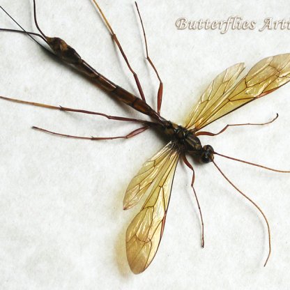 Megarhyssa Atrata Real Giant Black Long-tailed Ichneumonid Wasp Framed Shadowbox
