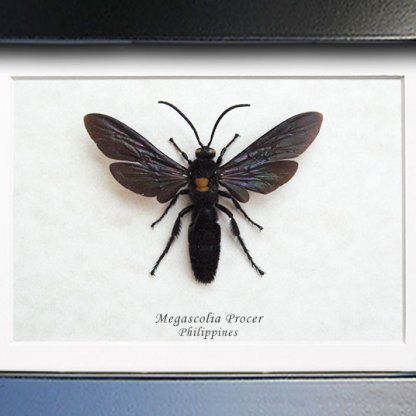 Megascolia Procer Javanensis Giant Scoliid Wasp Entomology Collectible Shadowbox