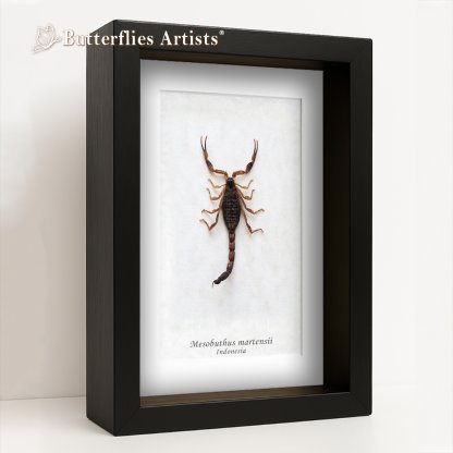 • Mesobuthus Martensii Chinese Golden Scorpion Framed Entomology Shadowbox Display